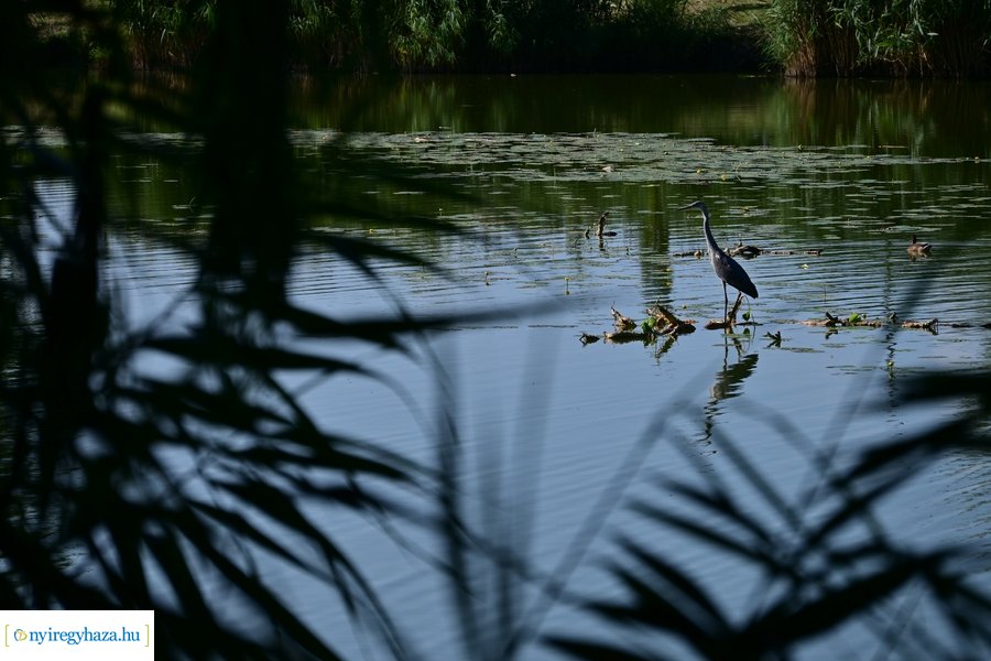 Bujtosi Városliget 20240729