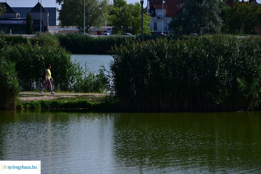 Bujtosi Városliget 20240729