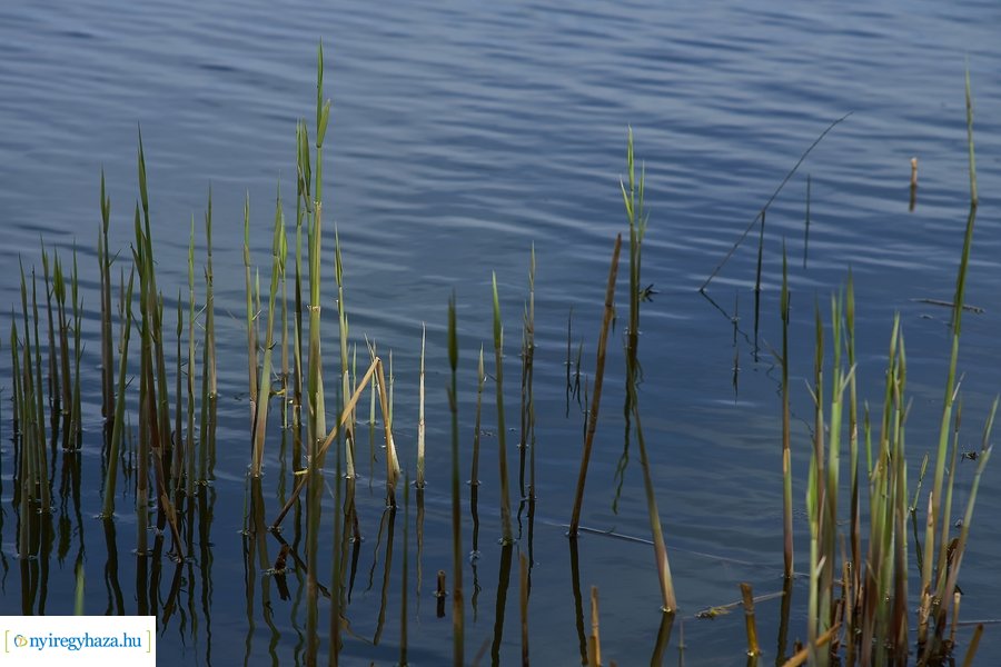 Bujtosi vasárnap 2021 04 11