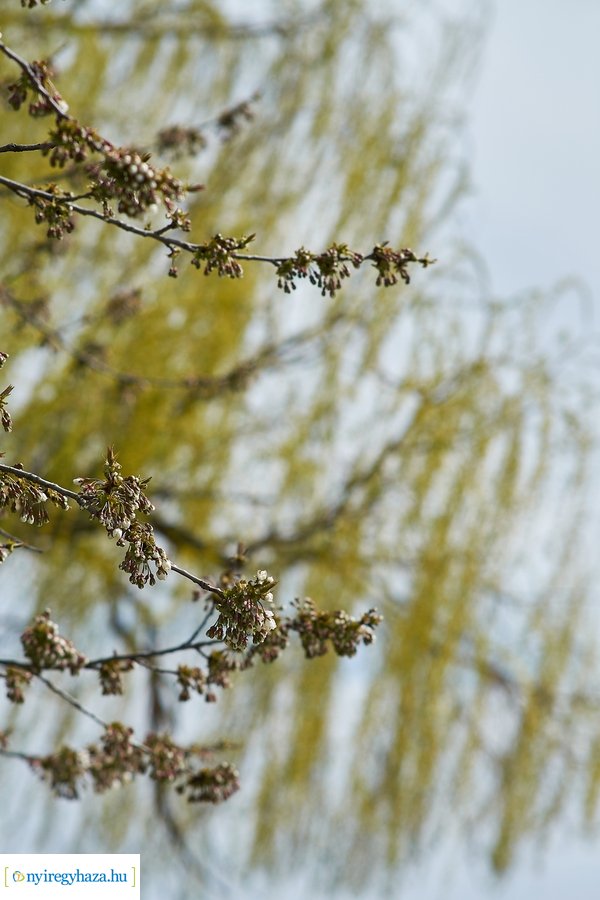 Bujtosi vasárnap 2021 04 11