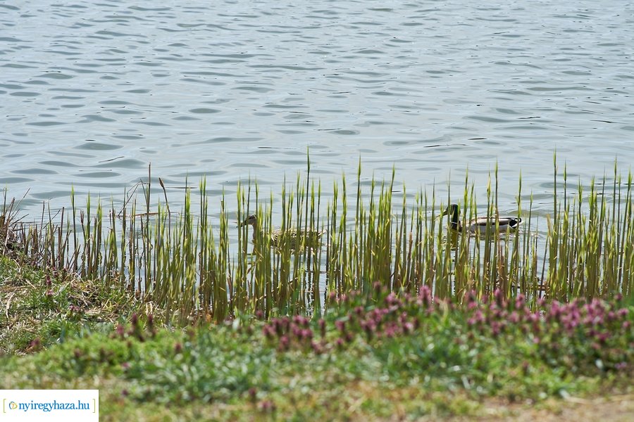 Bujtosi vasárnap 2021 04 11