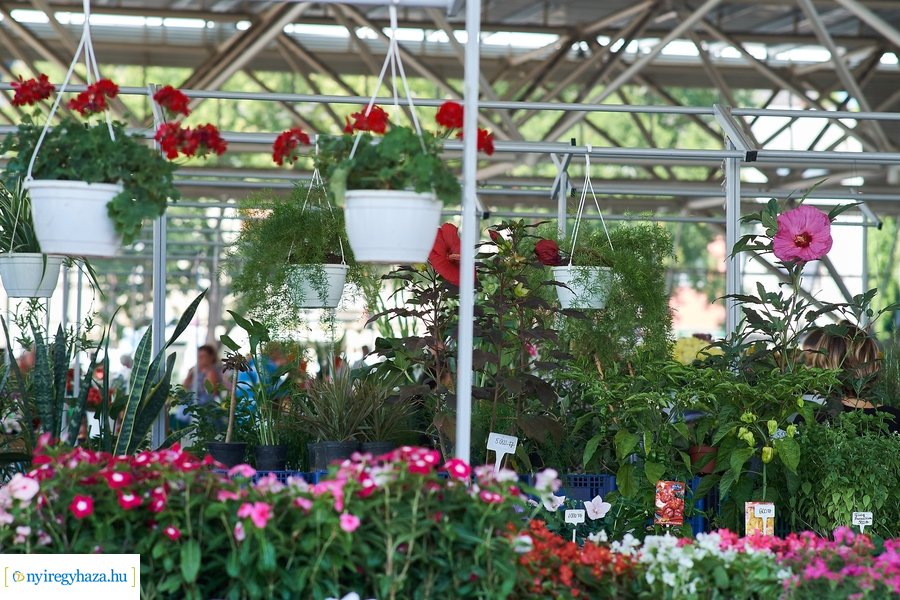 Búza téri piac 20210813