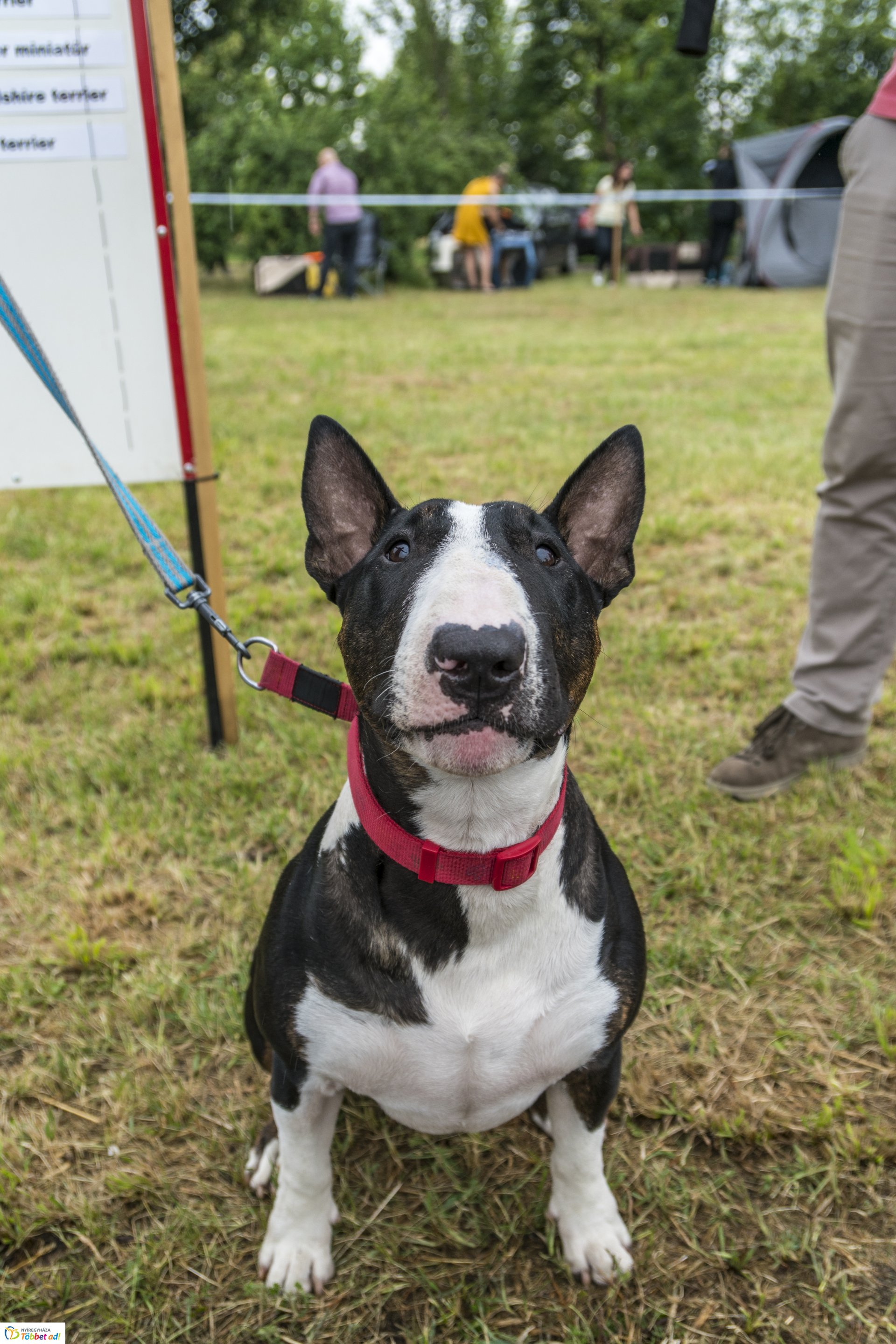 CAC Kutyakiállítás