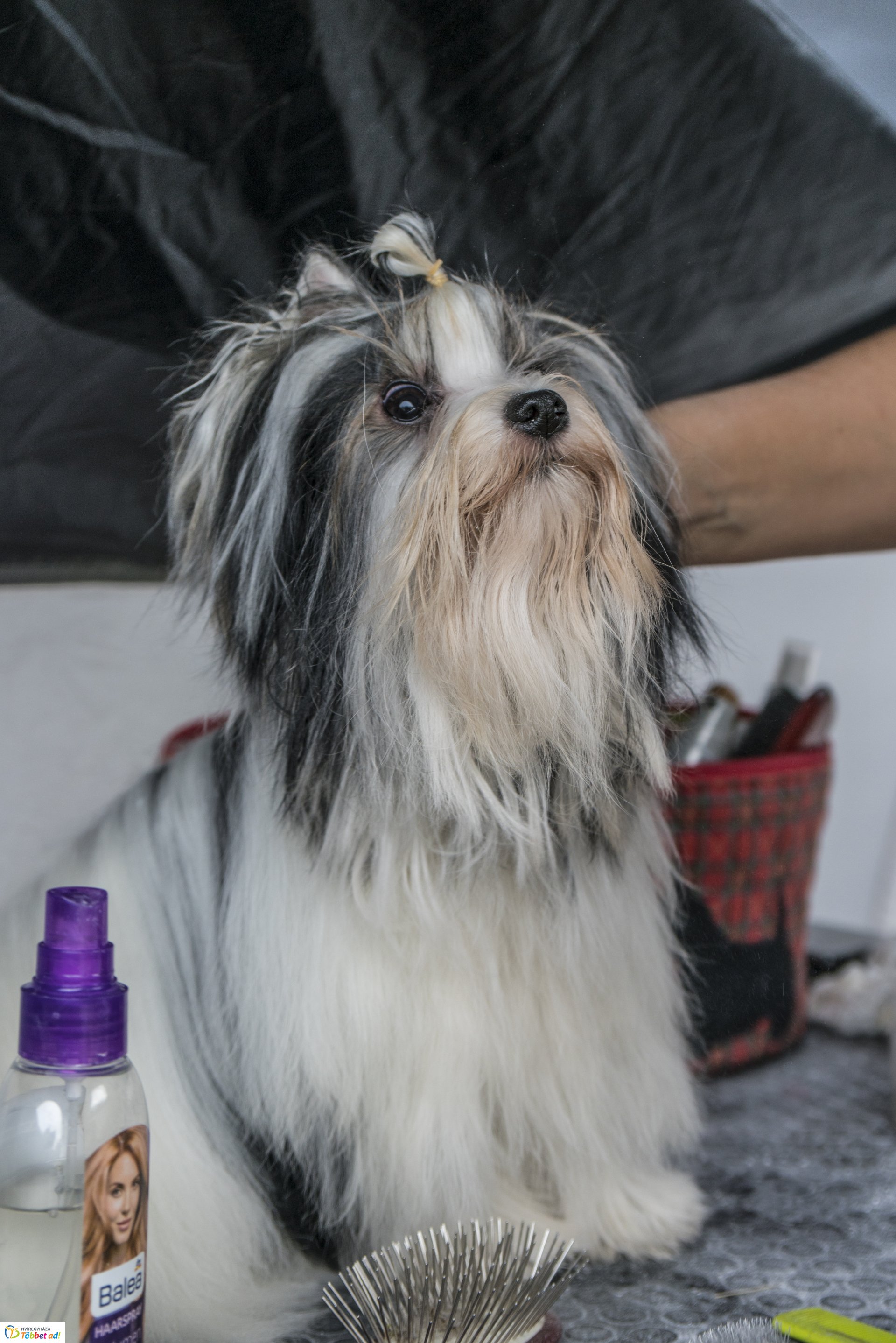 CAC Kutyakiállítás