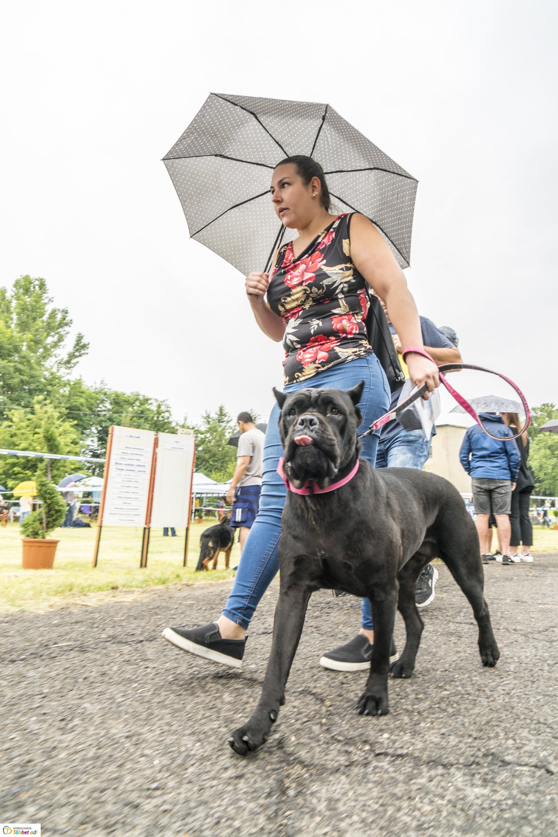 CAC Kutyakiállítás