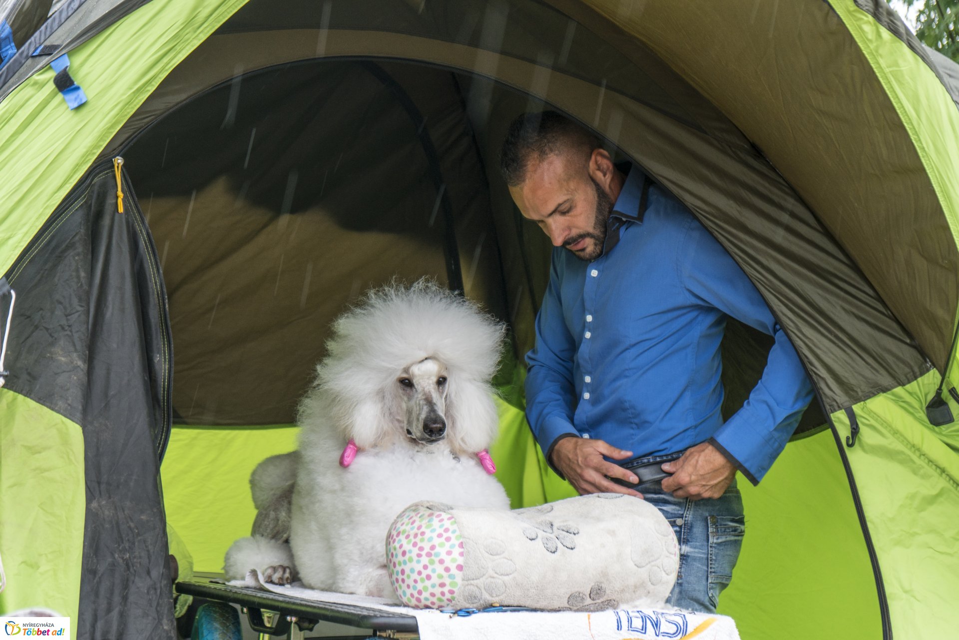 CAC Kutyakiállítás