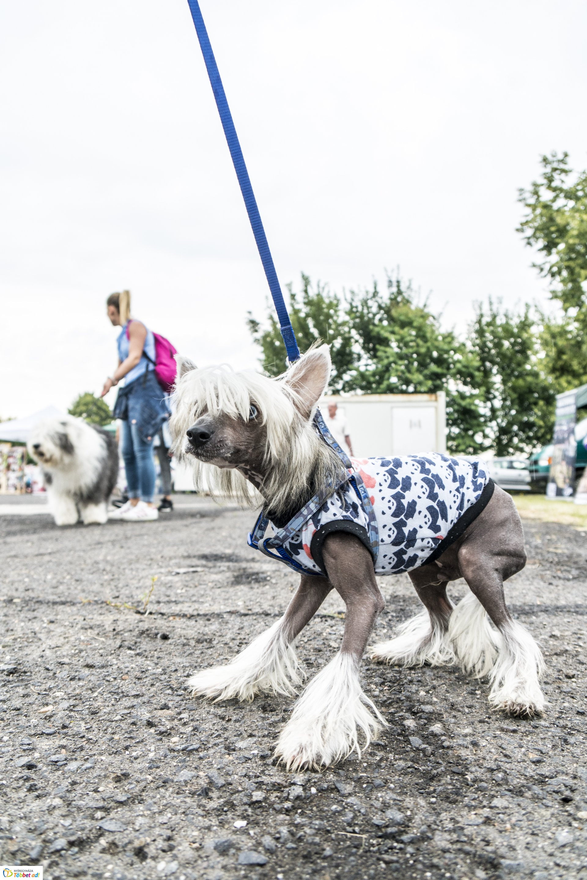 CAC Kutyakiállítás