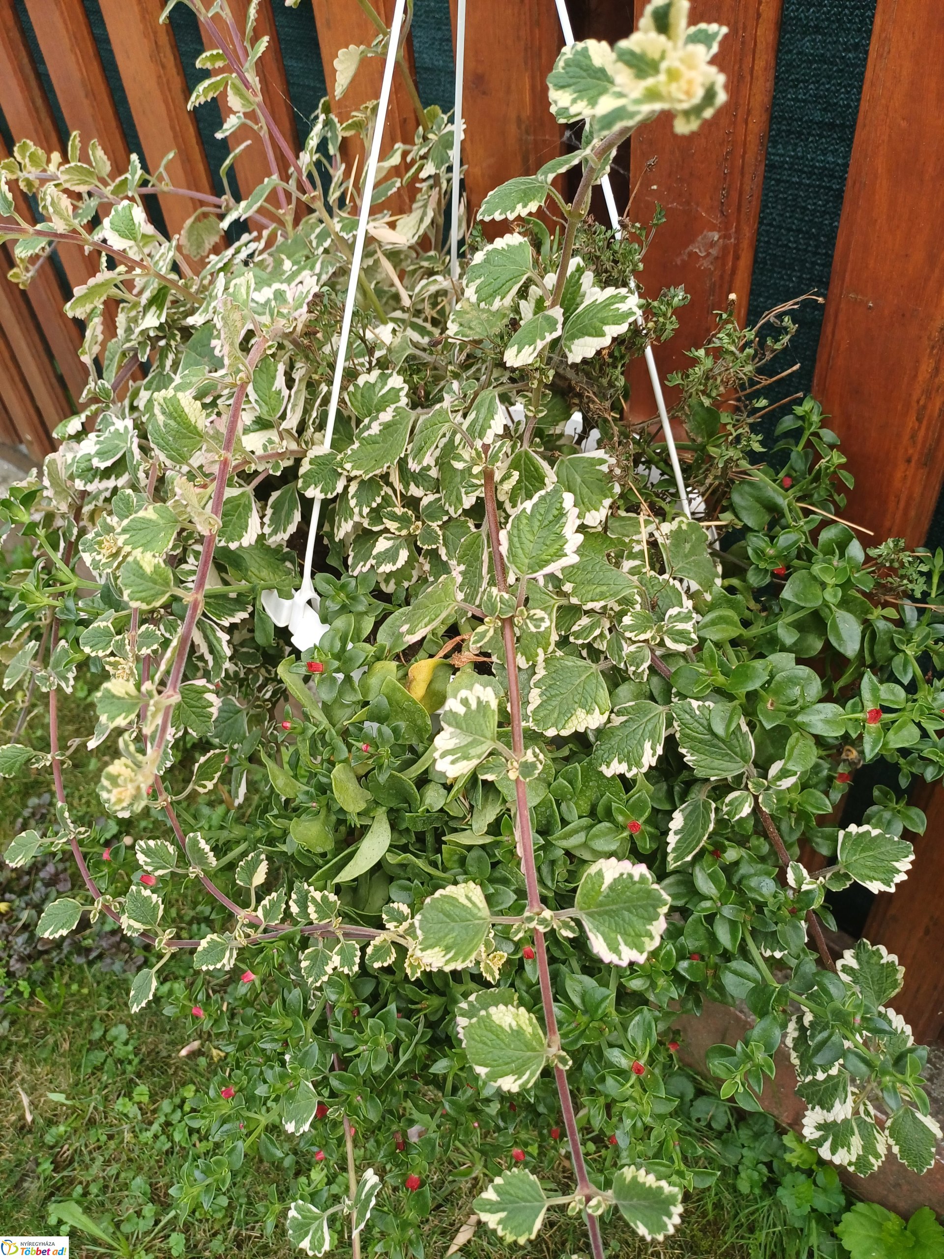 Családi- és sportnap Oroson