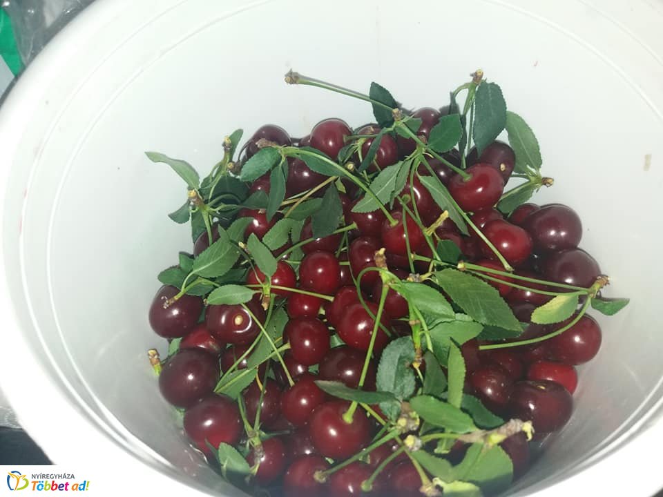 Cseresznye Fesztivál Butykán