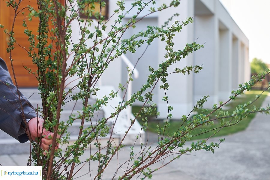 Cserje ültetés a Kállói úton