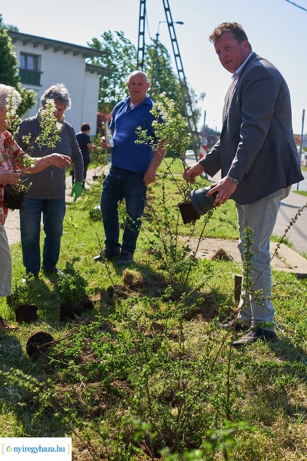 Cserje ültetés a Kállói úton