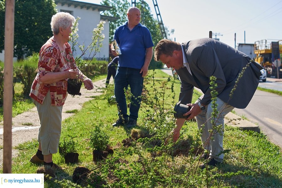 Cserje ültetés a Kállói úton