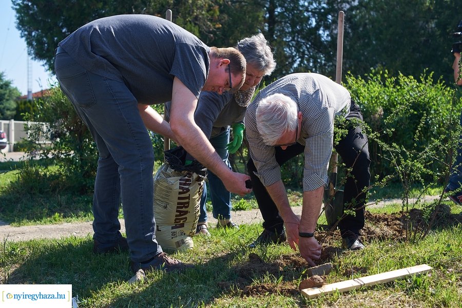 Cserje ültetés a Kállói úton