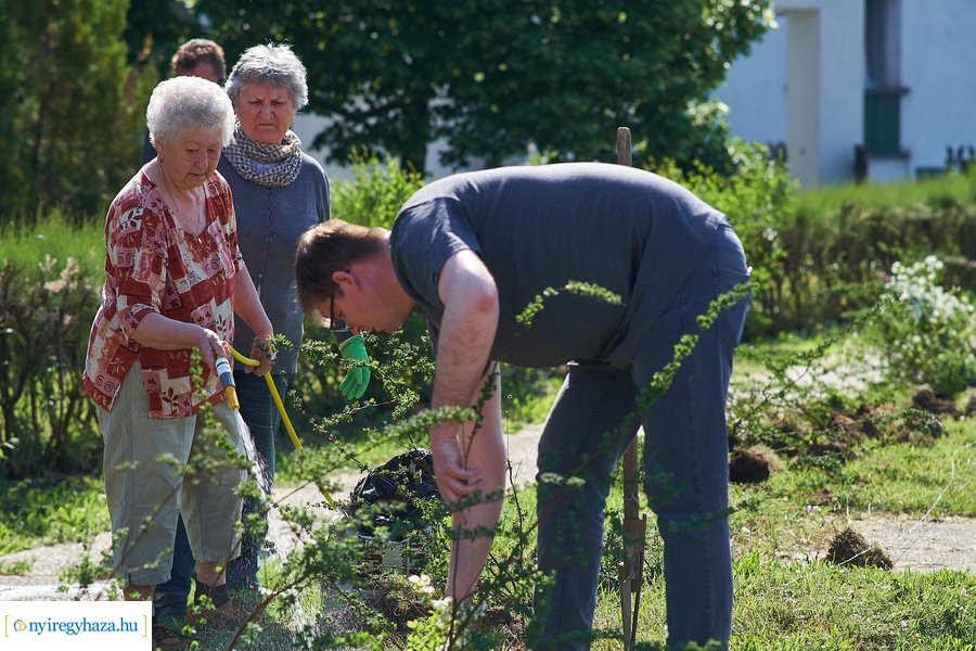 Cserje ültetés a Kállói úton