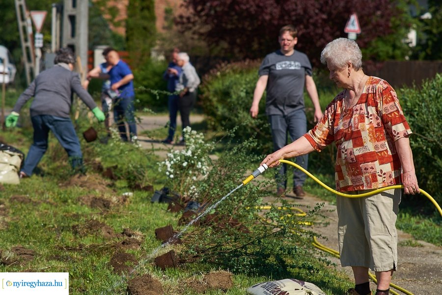 Cserje ültetés a Kállói úton