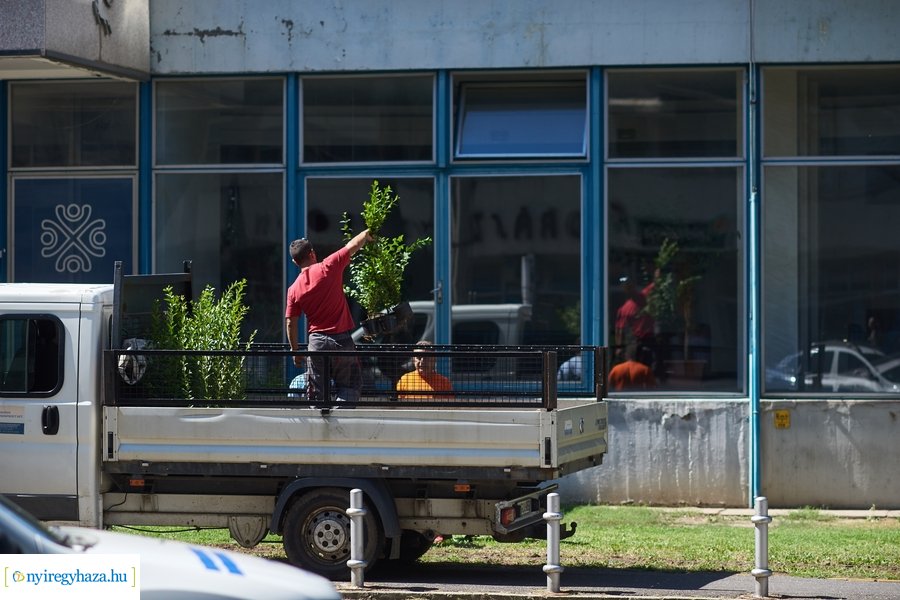 Cserjeültetés a Szarvas utcán