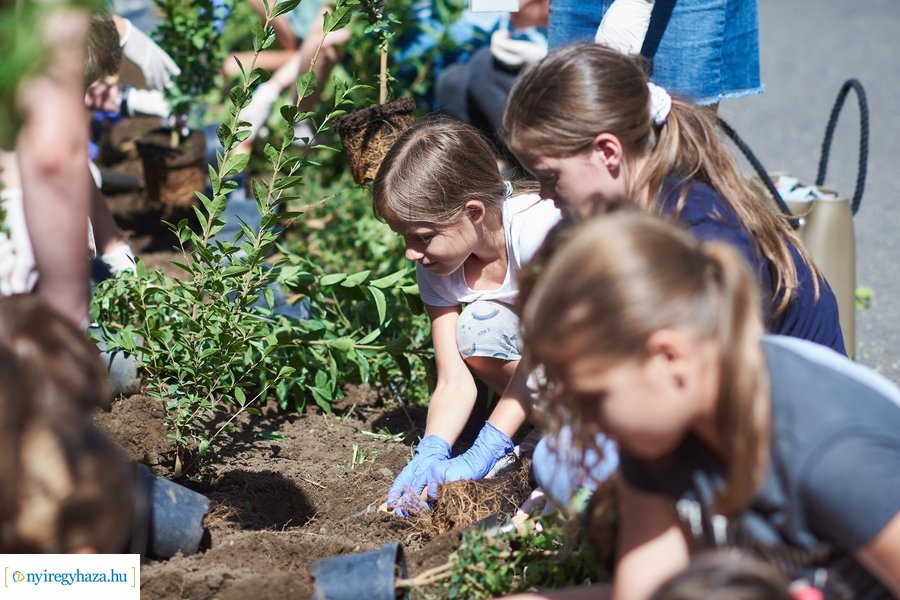 Cserjeültetés a Szarvas utcán