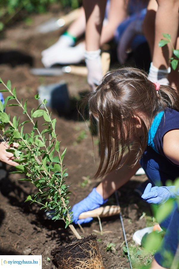 Cserjeültetés a Szarvas utcán