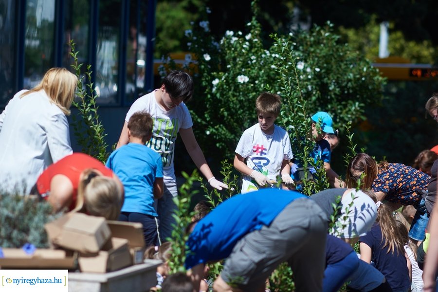 Cserjeültetés a Szarvas utcán