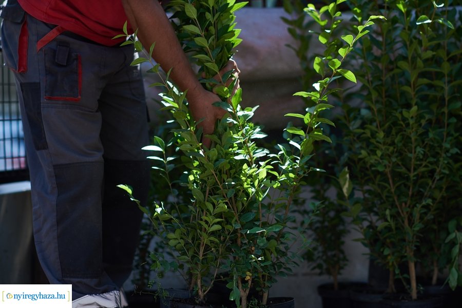 Cserjeültetés a Szarvas utcán