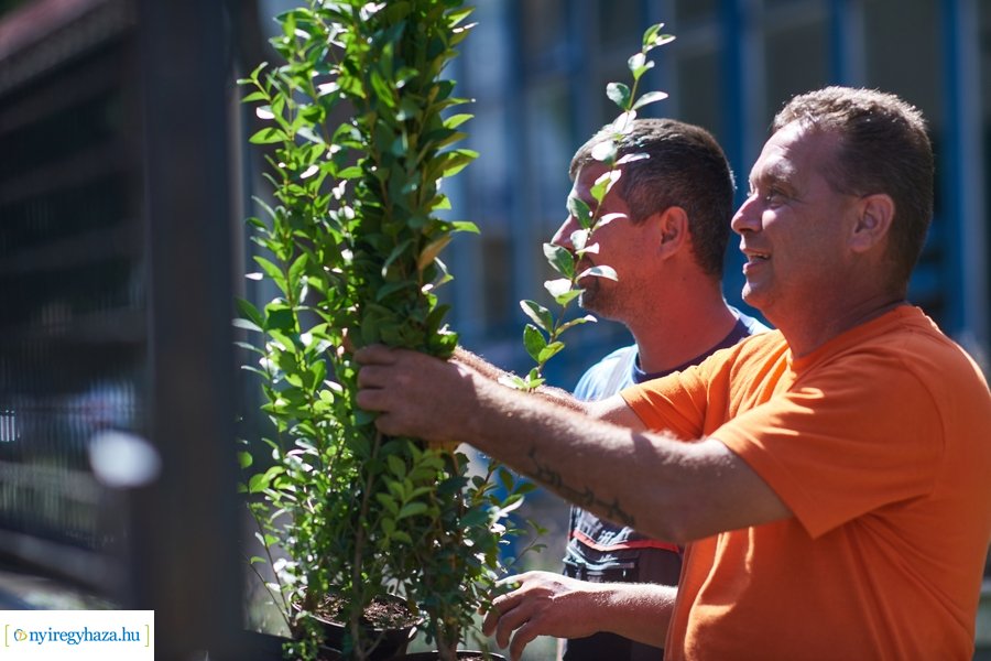 Cserjeültetés a Szarvas utcán