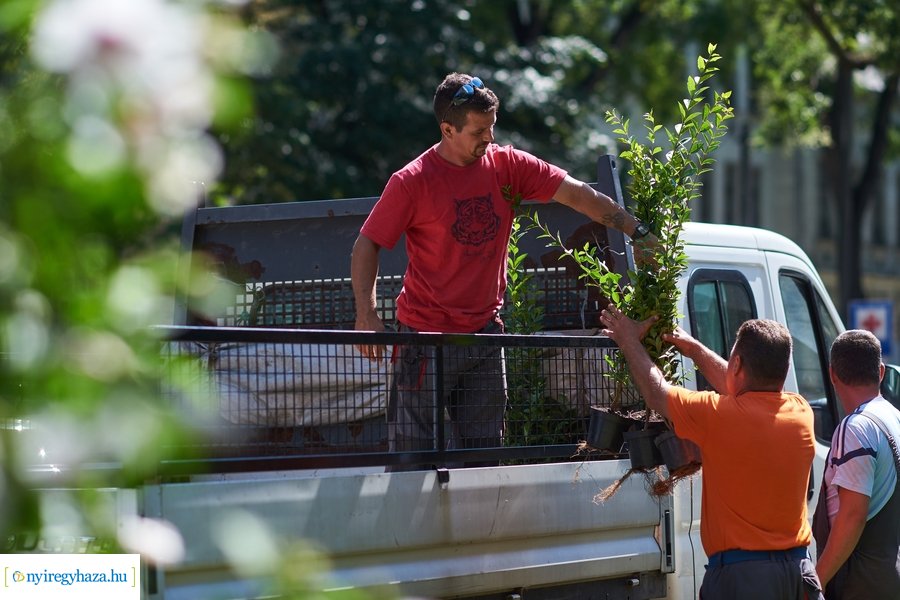 Cserjeültetés a Szarvas utcán