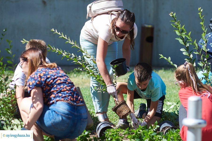 Cserjeültetés a Szarvas utcán