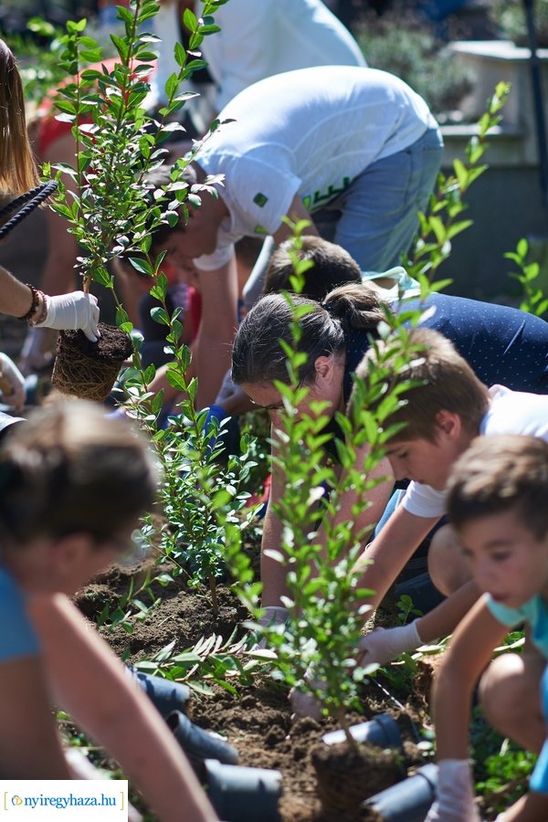 Cserjeültetés a Szarvas utcán