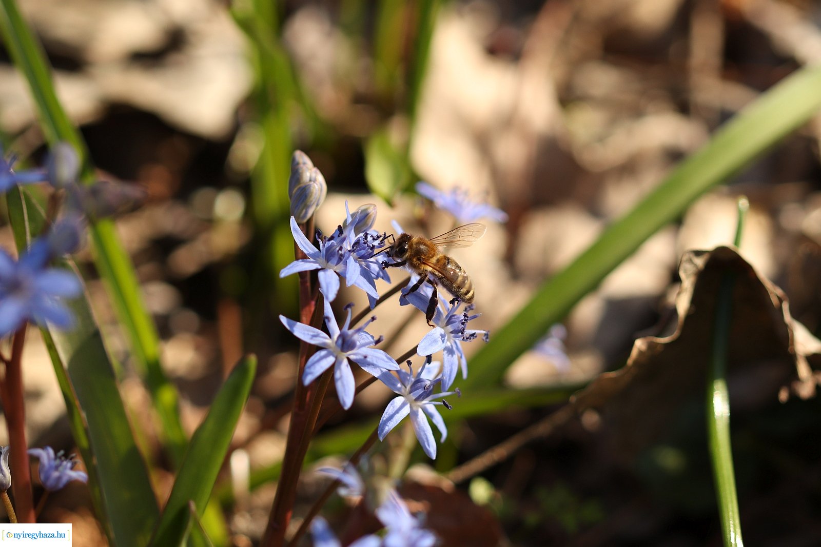 Csillagvirág-számlálás a Sóstói-erdőben