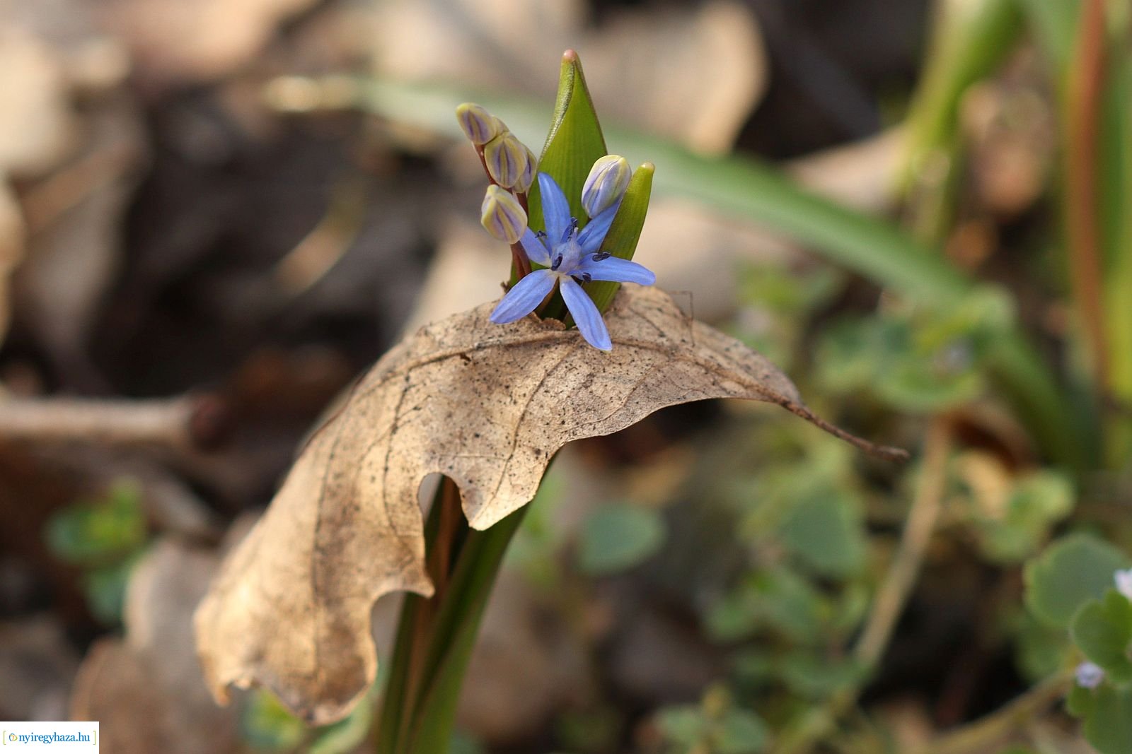Csillagvirág-számlálás a Sóstói-erdőben