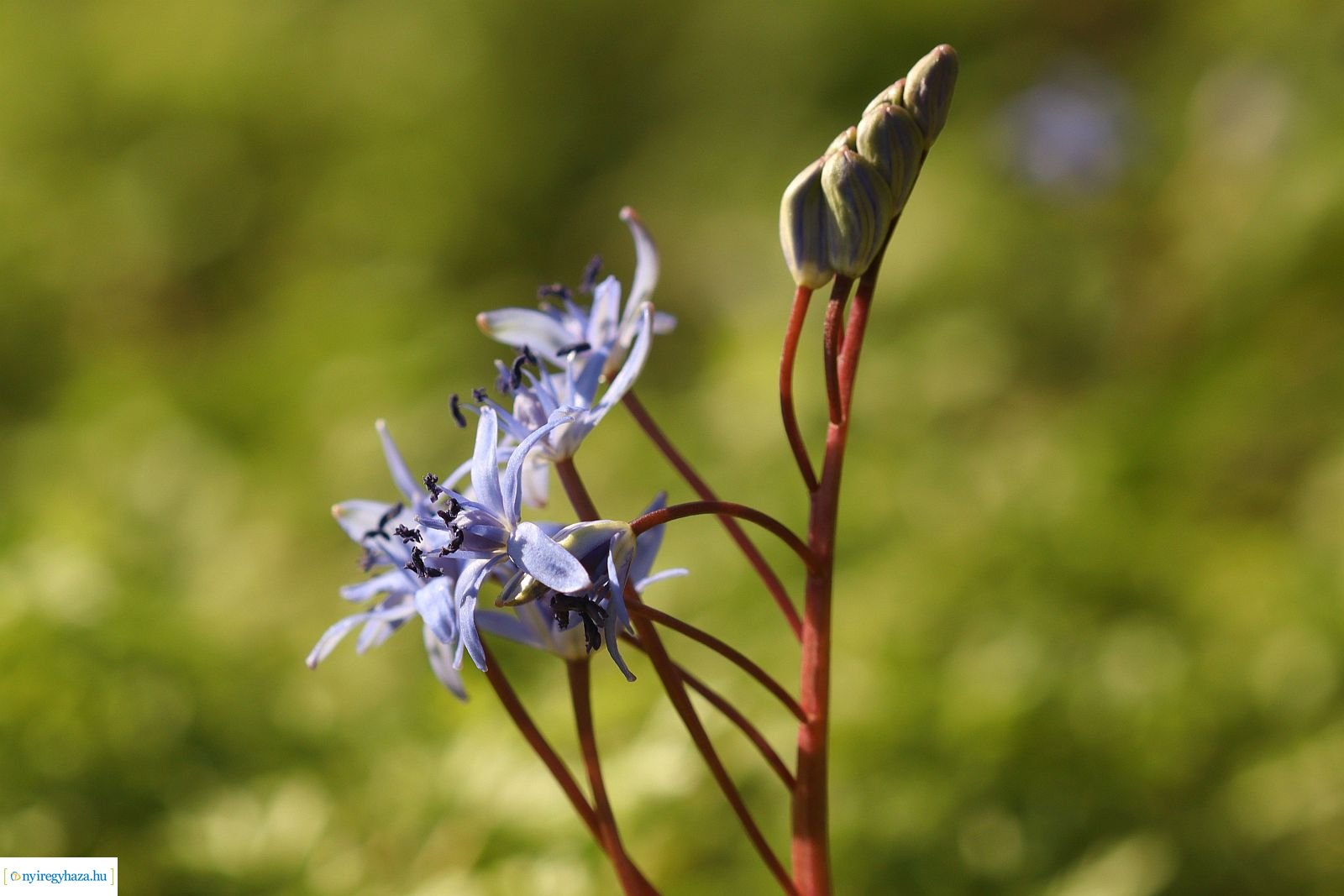 Csillagvirág-számlálás a Sóstói-erdőben
