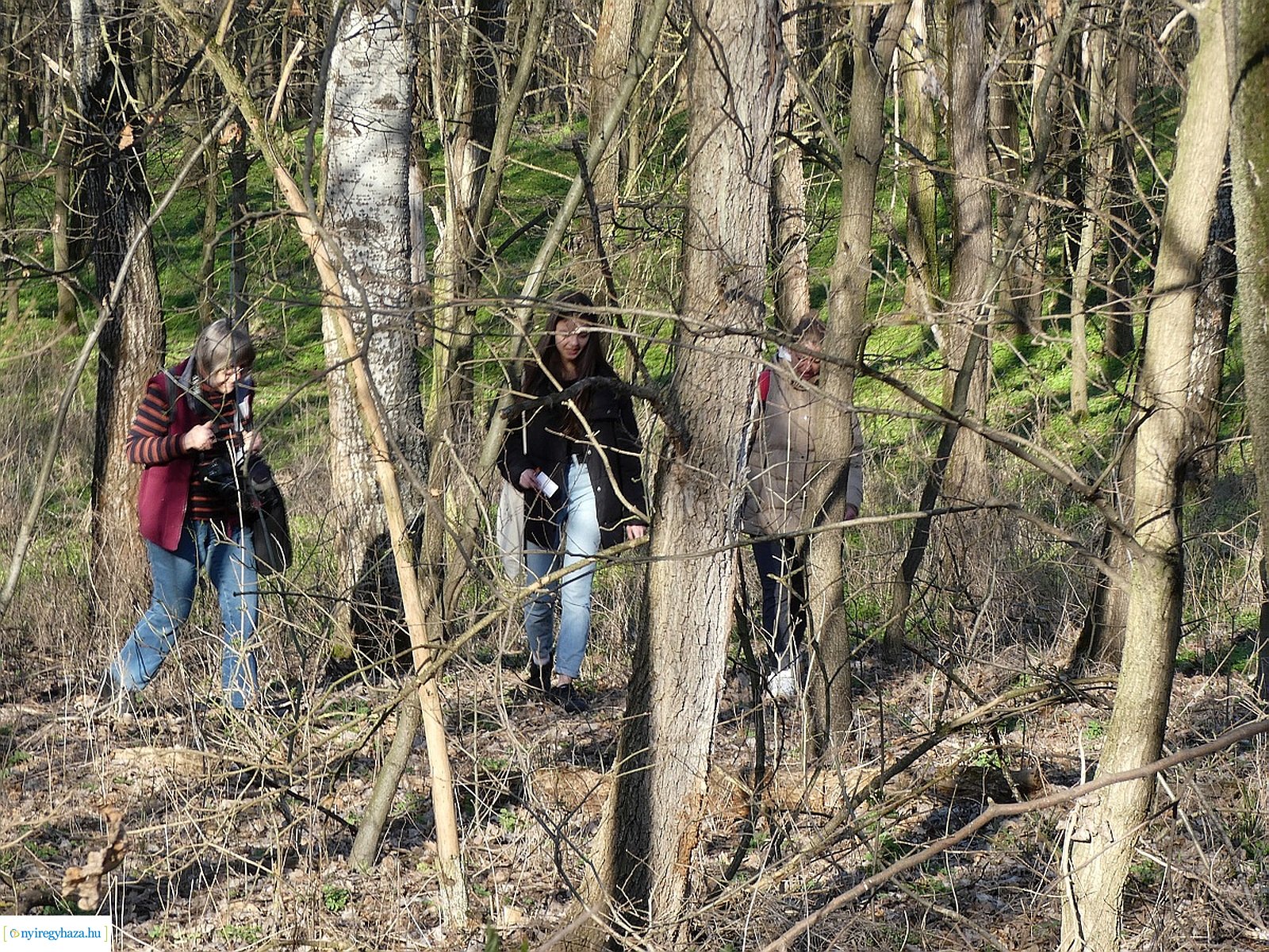 Csillagvirág-számlálás a Sóstói-erdőben