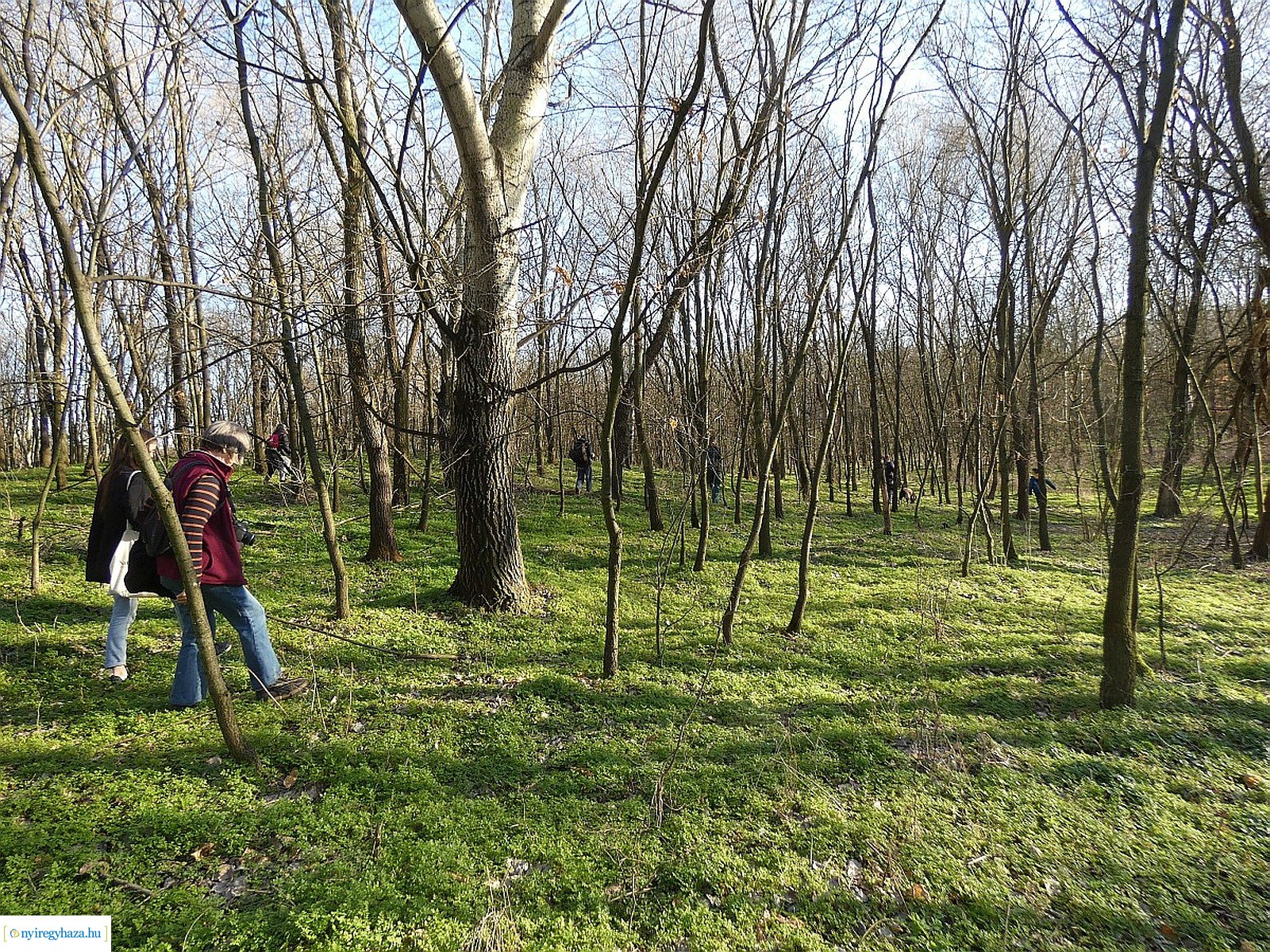 Csillagvirág-számlálás a Sóstói-erdőben