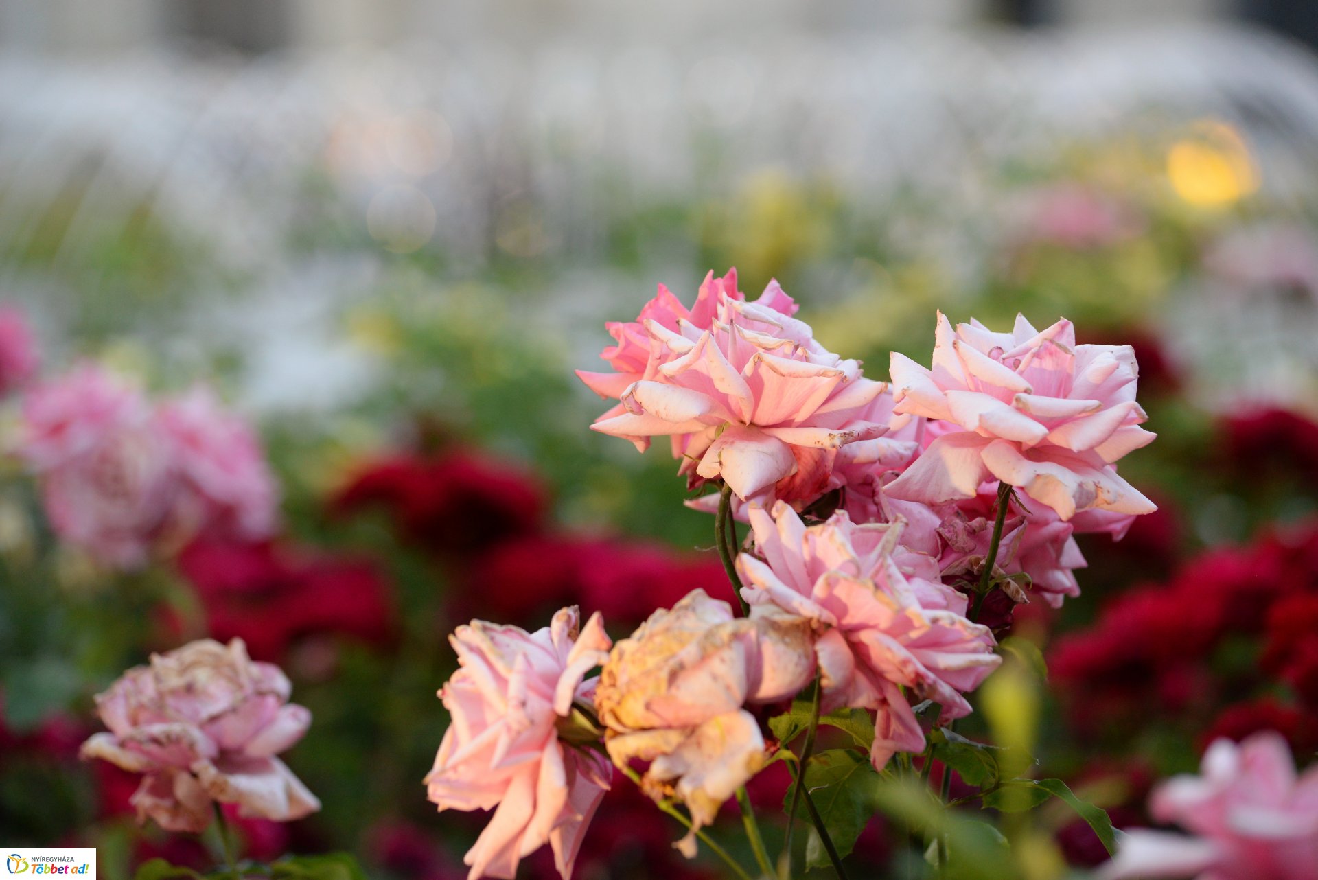 Delila premier a Rózsakert Szabatéri Színpadon