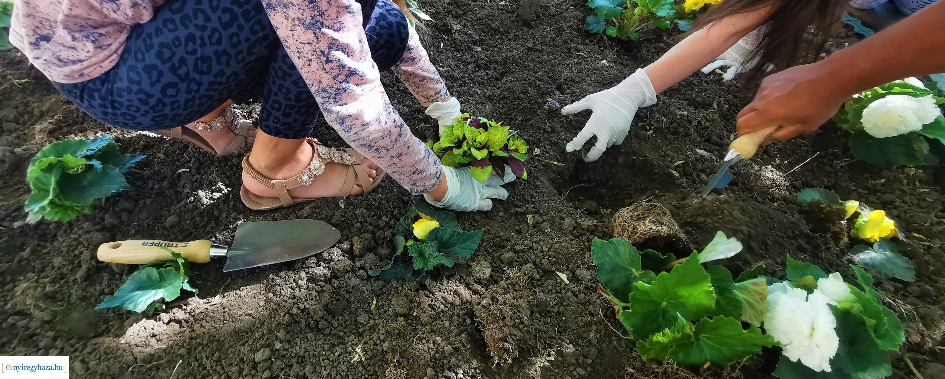 Diákokkal közös virágültetés a belvárosban 