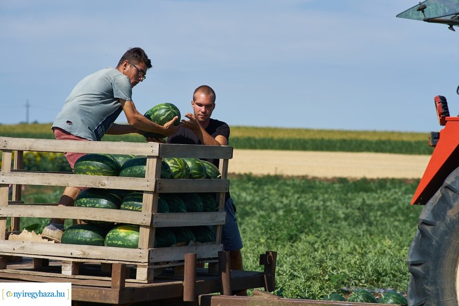 Dinnyetermesztés Nagycserkeszen