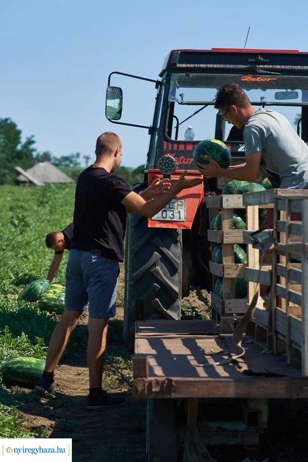 Dinnyetermesztés Nagycserkeszen