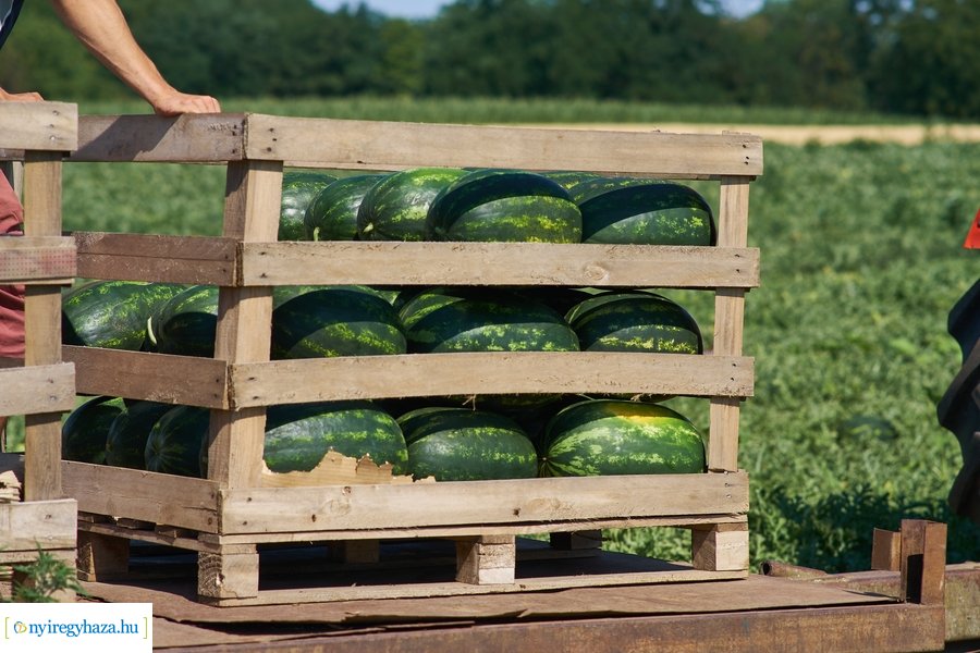 Dinnyetermesztés Nagycserkeszen