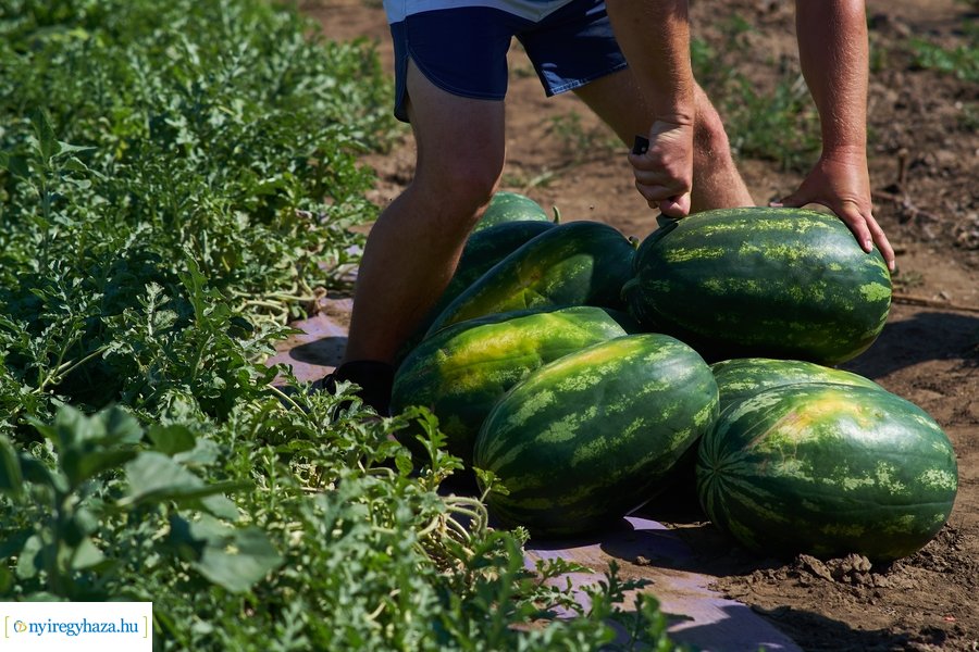 Dinnyetermesztés Nagycserkeszen