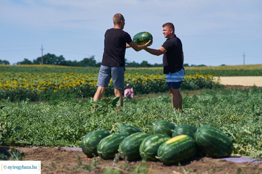 Dinnyetermesztés Nagycserkeszen