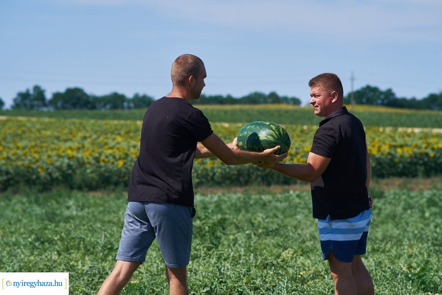 Dinnyetermesztés Nagycserkeszen