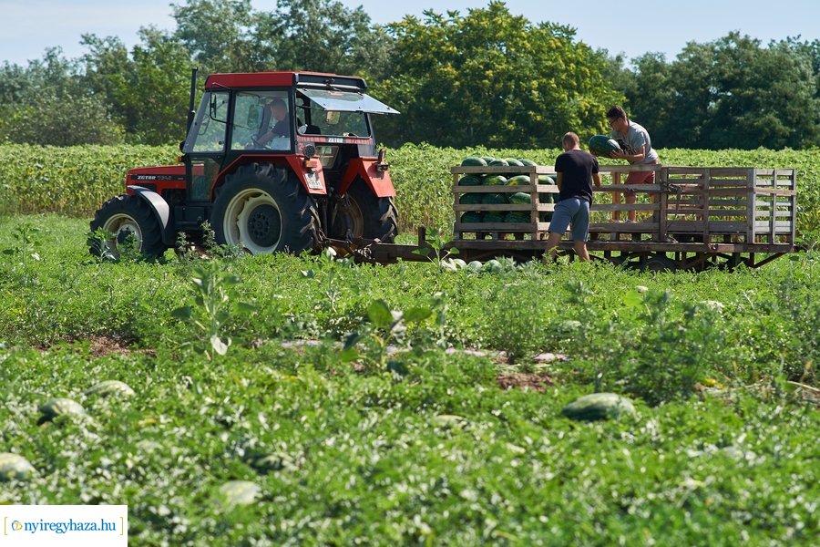 Dinnyetermesztés Nagycserkeszen