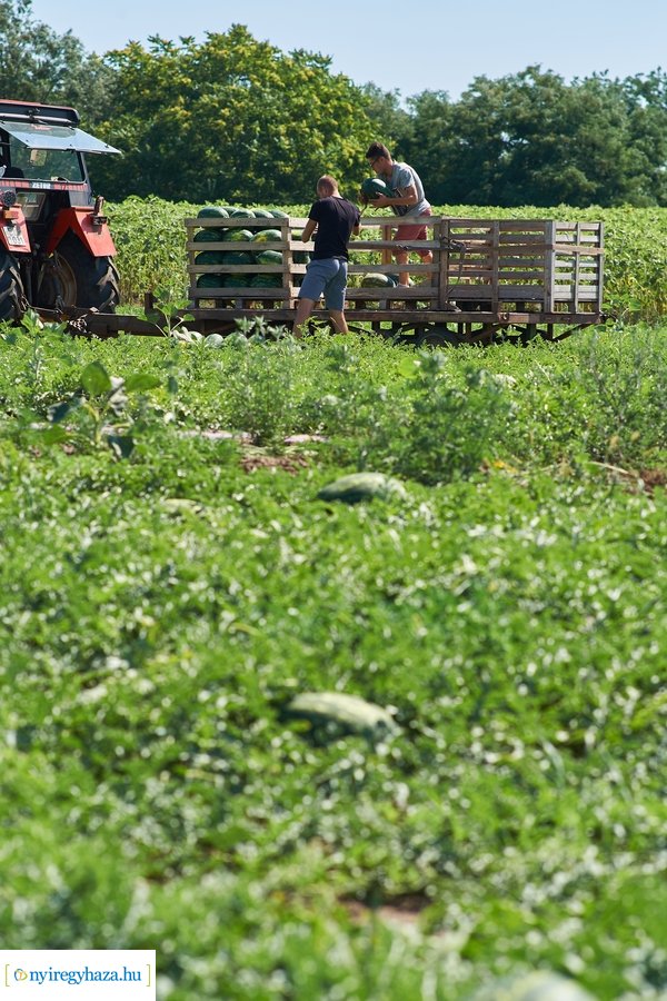 Dinnyetermesztés Nagycserkeszen