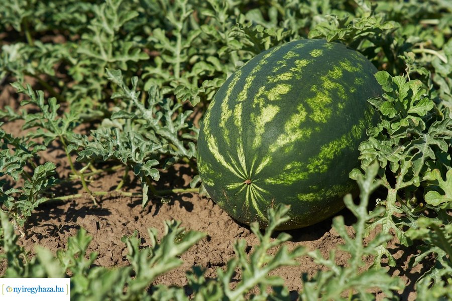 Dinnyetermesztés Nagycserkeszen