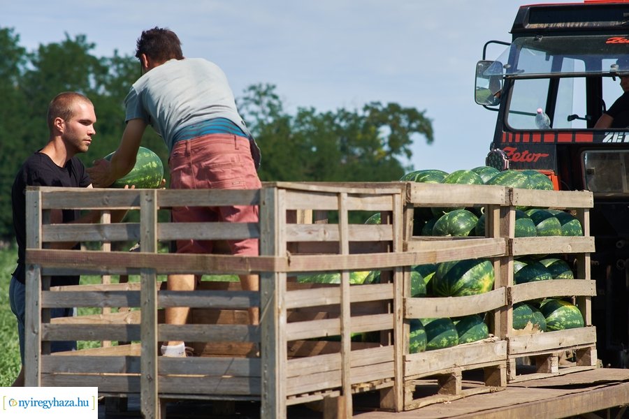 Dinnyetermesztés Nagycserkeszen