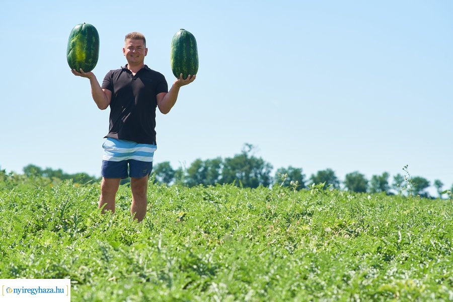 Dinnyetermesztés Nagycserkeszen