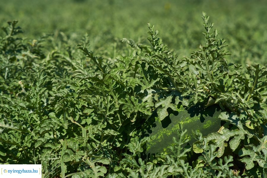 Dinnyetermesztés Nagycserkeszen