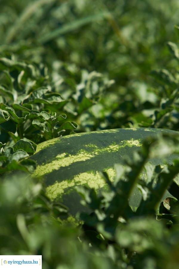 Dinnyetermesztés Nagycserkeszen