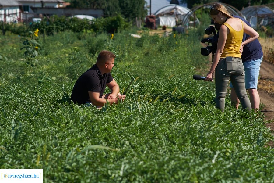 Dinnyetermesztés Nagycserkeszen