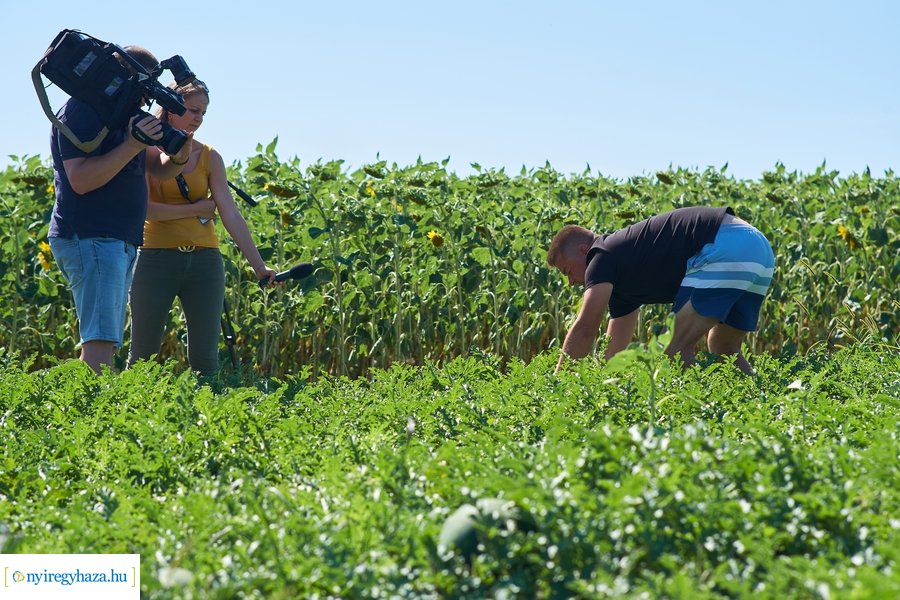 Dinnyetermesztés Nagycserkeszen